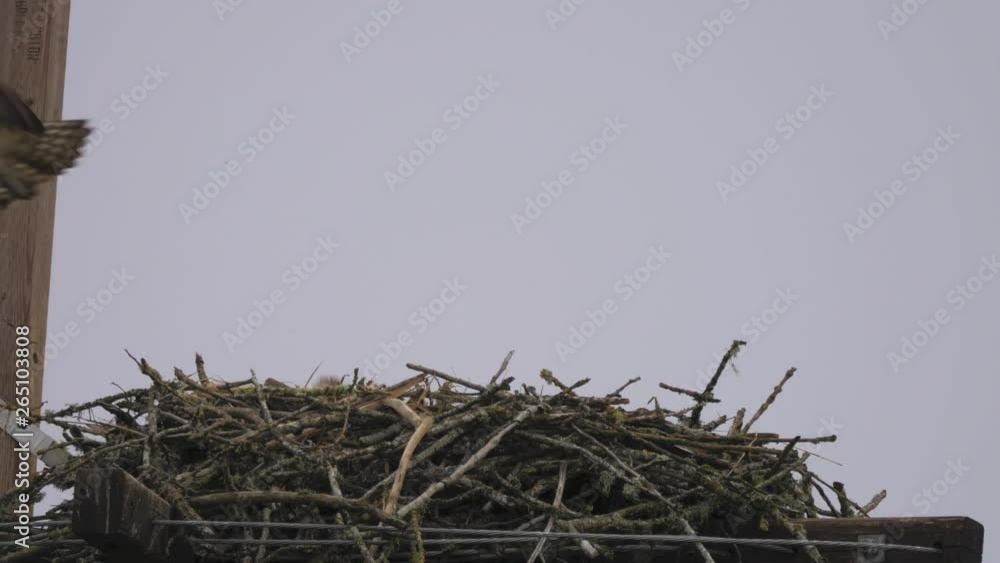 Osprey bird flying and leaving nest close up Osprey bird flying and leaving nest close up