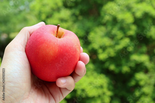 Hand holding a fresh ripe red apple against vibrant green foliage