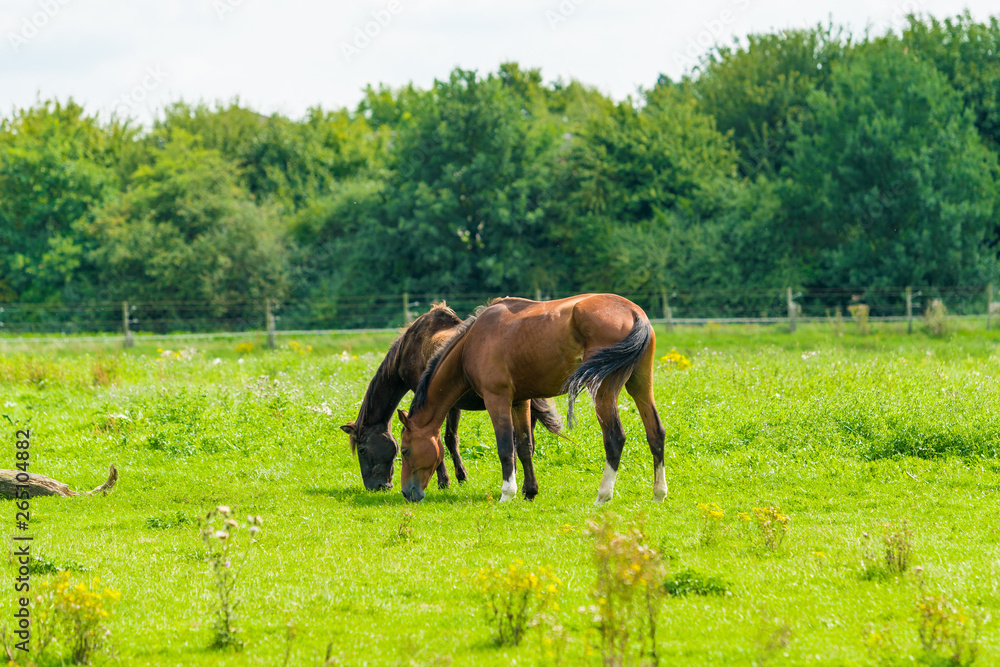 Beautiful chestnut horses on a farm Beautiful chestnut horses on a farm