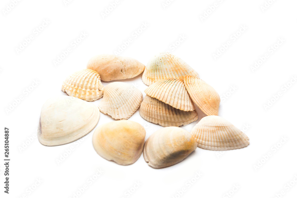 Sea shells isolated on white Sea shells isolated on white