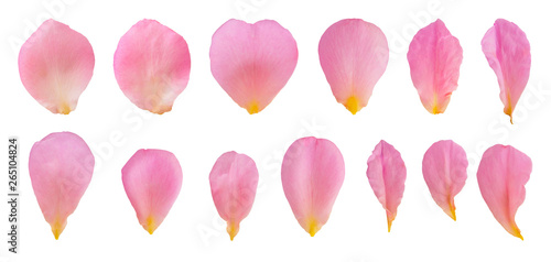 Fényképezés Pink rose petals set collection isolated on white background with clipping path