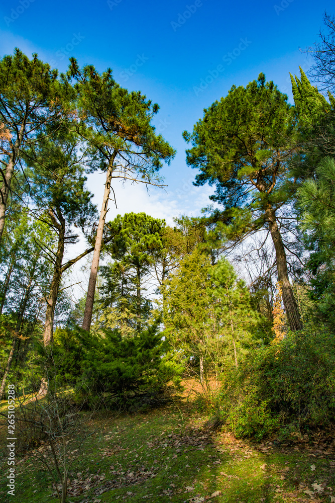 Beautiful forest with different trees Beautiful forest with different trees