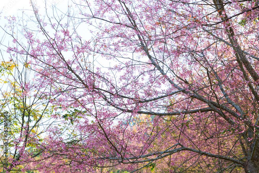 Wild Himalayan Cherry ( Prunus cerasoides ) ( Sakura in Thailand ) at Phu Lom Lo mountain , Loei , Thailand Wild Himalayan Cherry ( Prunus cerasoides ) ( Sakura in Thailand ) at Phu Lom Lo mountain , Loei , Thailand