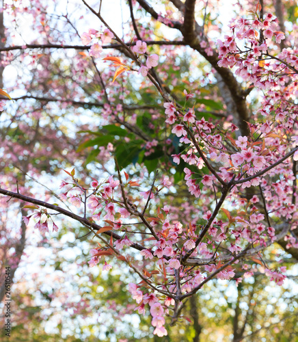 Wild Himalayan Cherry ( Prunus cerasoides ) ( Sakura in Thailand ) at Phu Lom Lo mountain , Loei , Thailand © kowitstockphoto