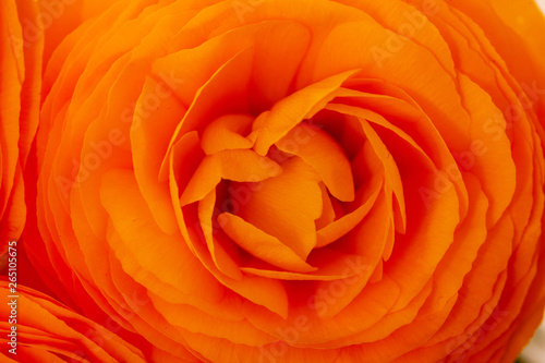 Close-up of camellia