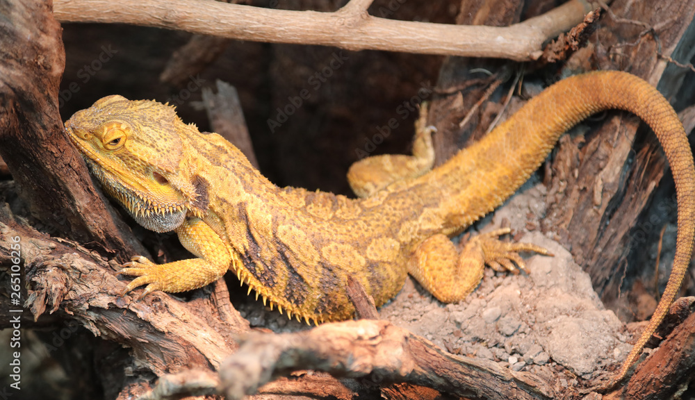 Fototapeta premium Lizard called Pogona or bearded dragon for the scales of the ski