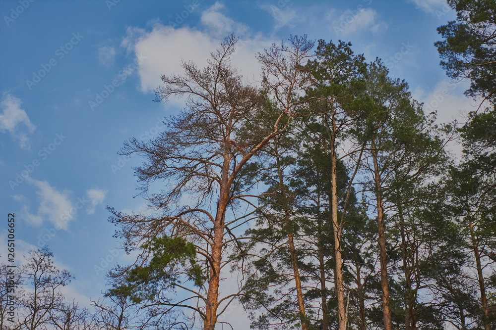 Obraz premium Pine forest pest bark beetle kills pines