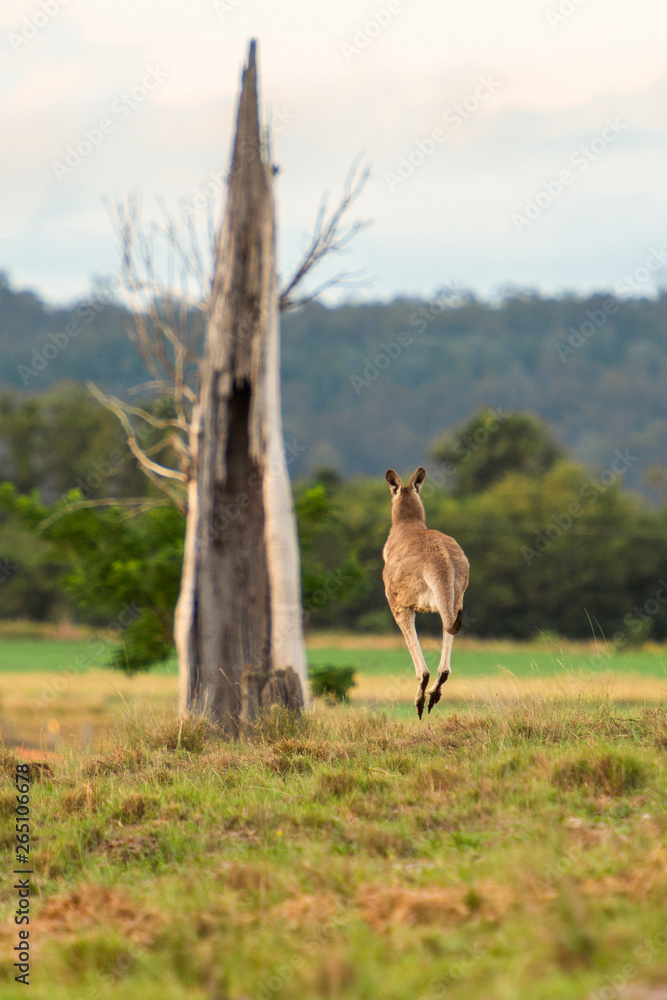 Kangaroo outside amongst nature. Kangaroo outside amongst nature.