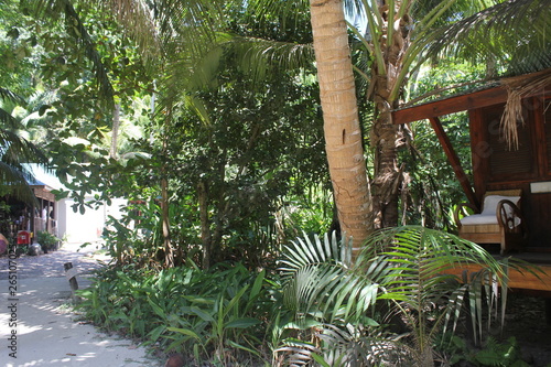 North island seychelles beach Indian Ocean palms photo