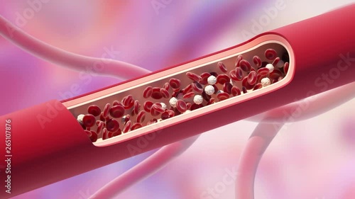 Red and white blood cells in the vein. Increasing a Leukocytes level. 3D animation