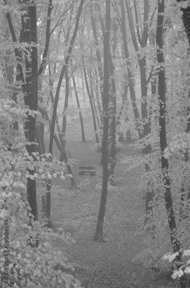 Nebelverhangener Blätterwald - Schwarzweiß