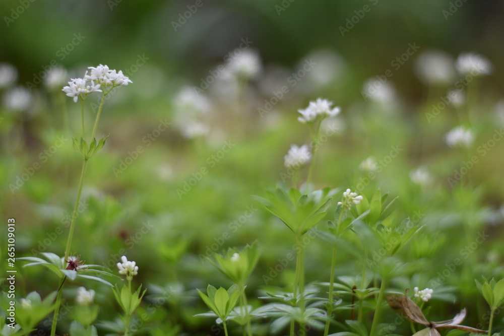 Blühender Waldmeister (Galium odoratum) Blühender Waldmeister (Galium odoratum)