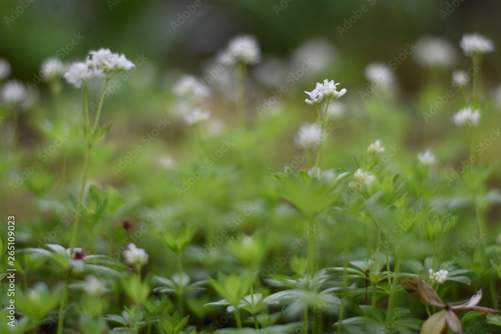 Blühender Waldmeister (Galium odoratum) Blühender Waldmeister (Galium odoratum)
