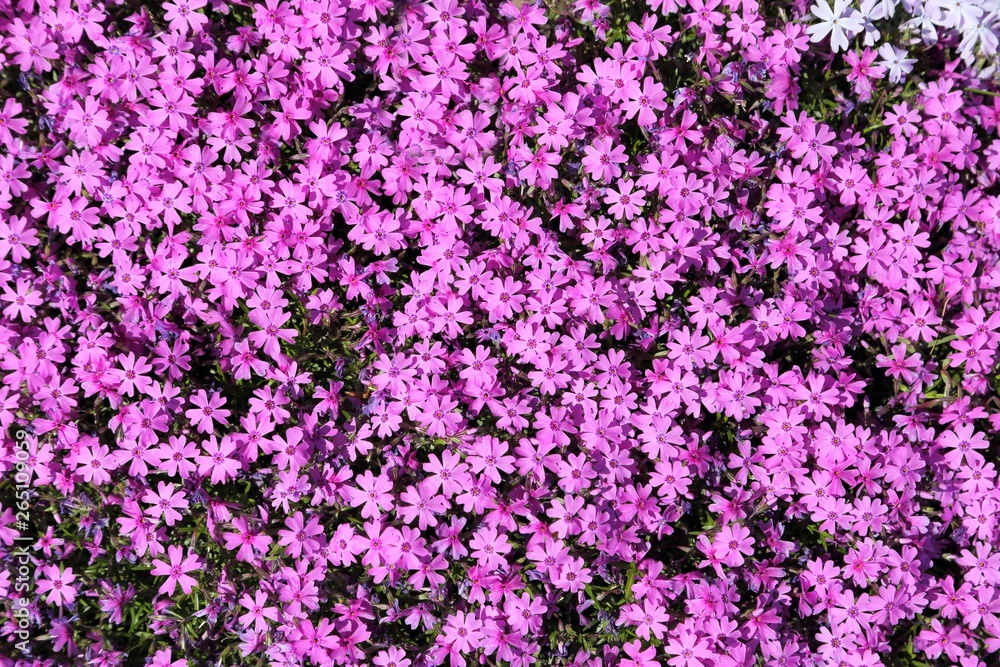 Fototapeta premium Phlox subulata.