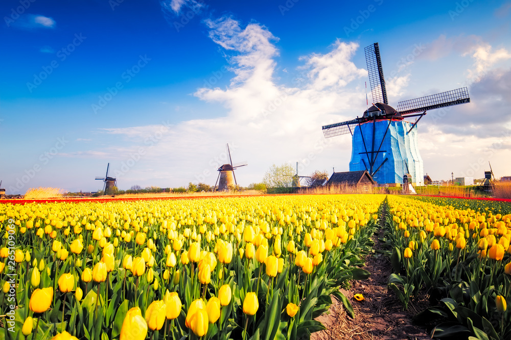 Landscape with tulips, traditional dutch windmills and houses near the canal in Kinderdijk , Netherlands, Europe.