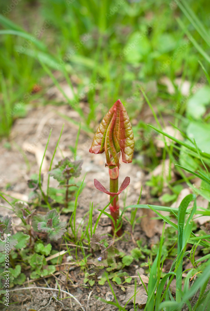 Growing new plants and herbs, all nature resurfaces after winter. Close up view of a growing plants in spring Growing new plants and herbs, all nature resurfaces after winter. Close up view of a growing plants in spring