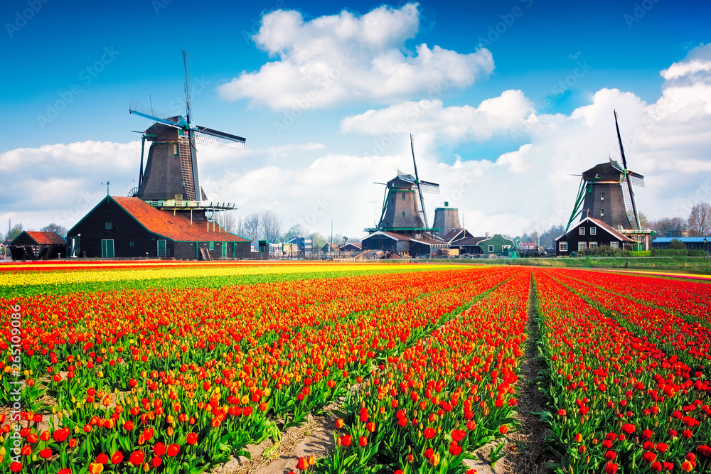 Landscape with tulips, traditional dutch windmills and houses near the canal in Kinderdijk , Netherlands, Europe.