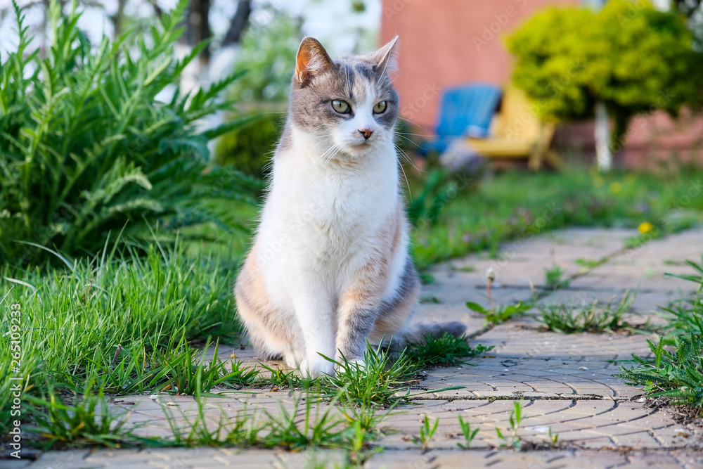 Cute cat enjoying himself outdoors. the three-cat Cute cat enjoying himself outdoors. the three-cat