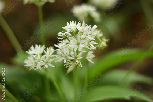 Bl  hender B  rlauch  Allium ursinum  - B  rlauchbl  ten