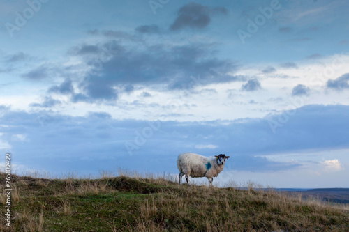 Sheep on the hill