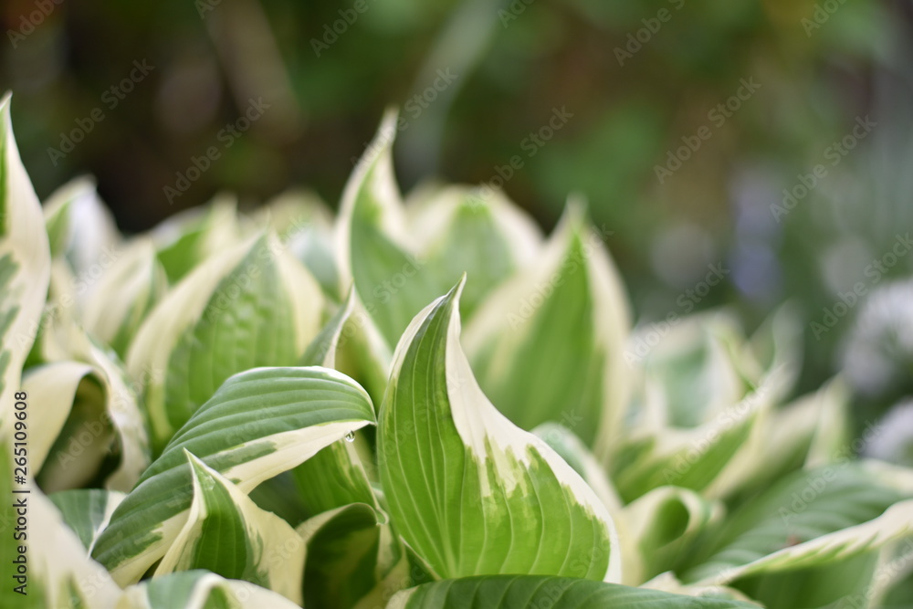 Obraz premium Funkie (Hosta)
