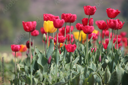 Tulips in full bloom at Tulip Garden in Kashmir. Red and Yellow Tulips with stems