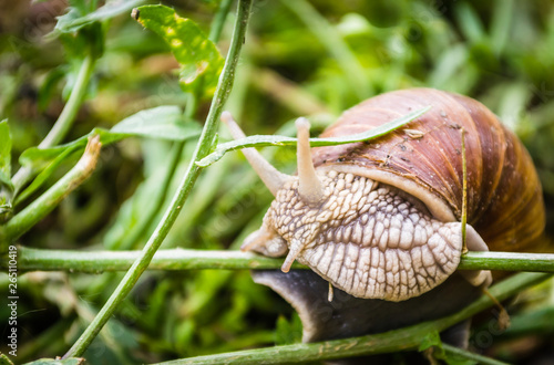 Vineyard snail in its natural environment