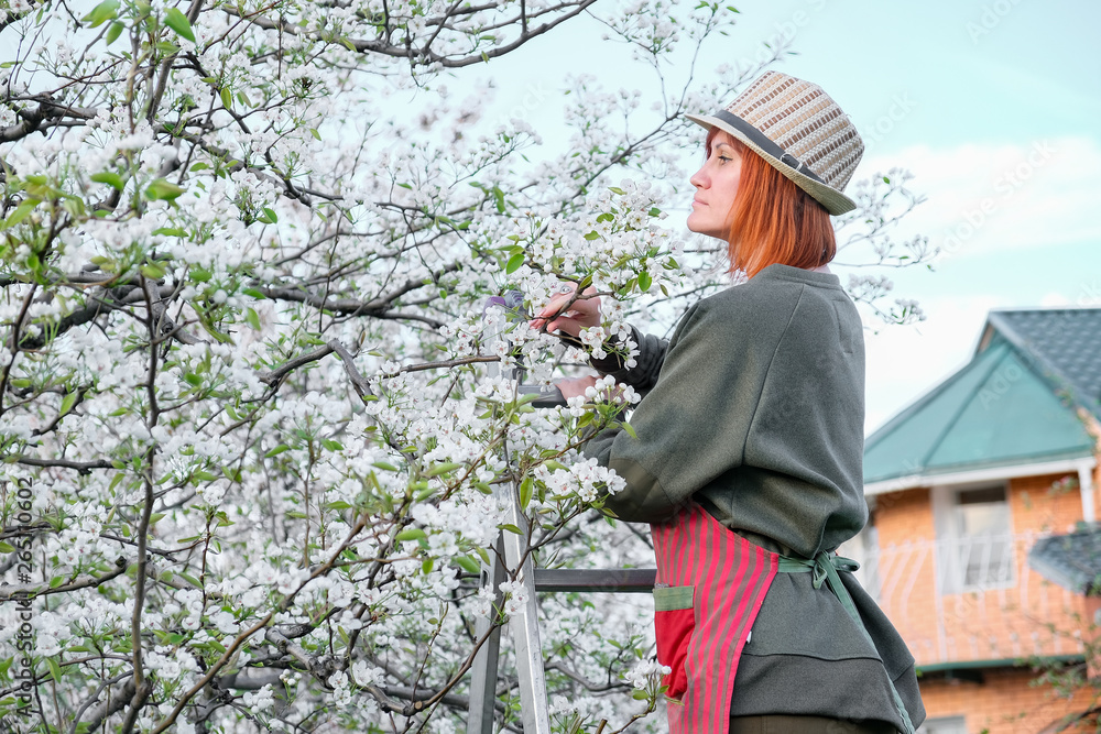 Work in the garden. Spring care for blooming trees Work in the garden. Spring care for blooming trees