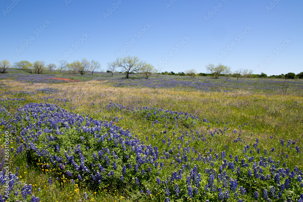 Bluebonnets Bluebonnets