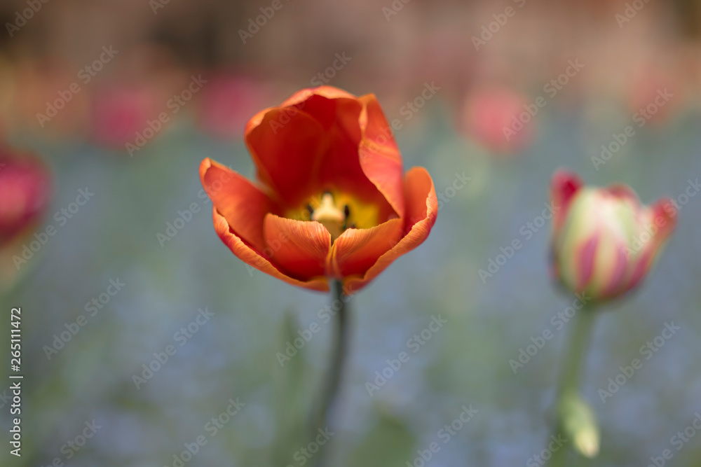 Obraz premium Spring floral background with tulip flowers. Holiday and seasonal design. Spring background with beautiful yellow red tulips.
