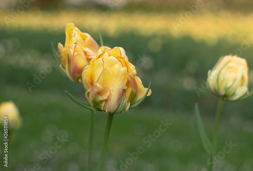 Spring floral background with tulip flowers. Holiday and seasonal design. Spring background with beautiful yellow tulips. Tulip Viridiflora Golden Artist