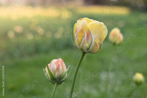 Spring floral background with tulip flowers. Holiday and seasonal design. Spring background with beautiful yellow tulips. Tulip Viridiflora Golden Artist