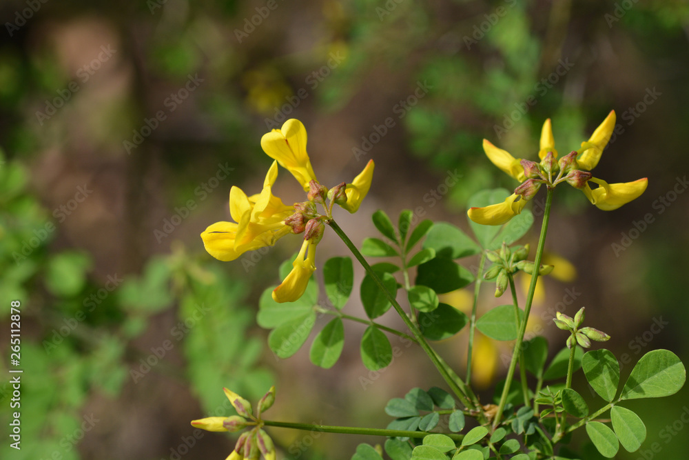 Vetch-like coronilla Vetch-like coronilla