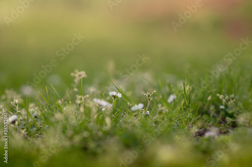 Blurred green grass background with daisies closeup. Nature. Environment concept. Bokeh. © Serg