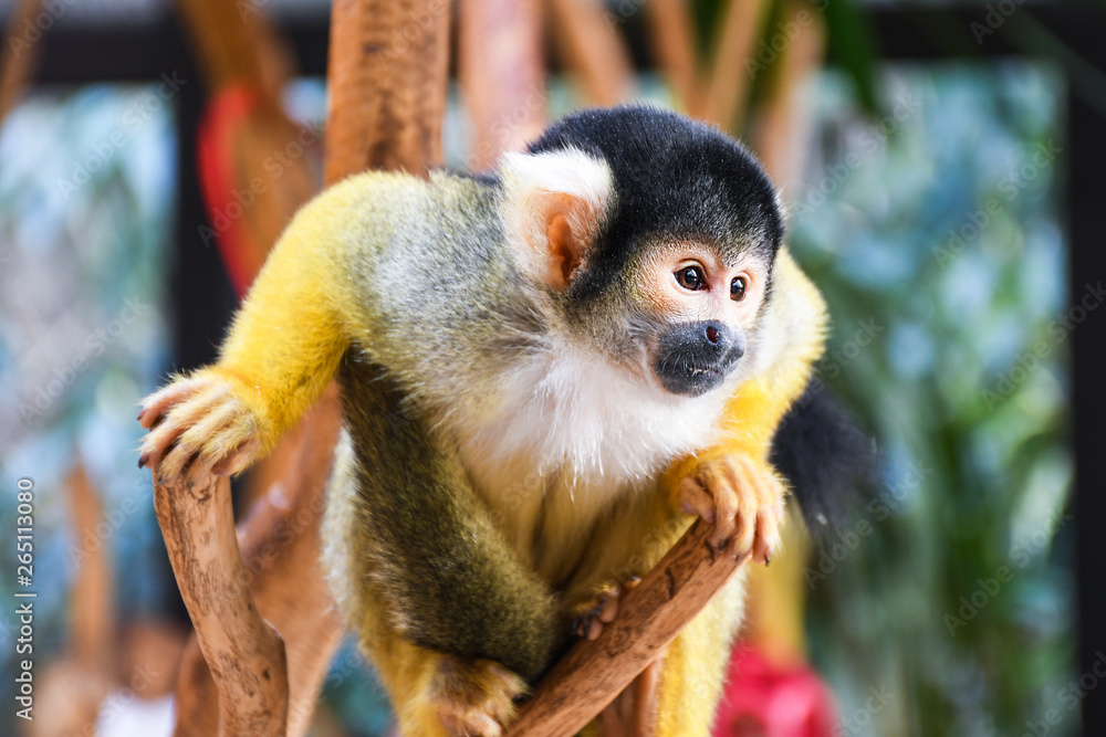 Obraz premium Small young black head squirrel monkey on a tree brunch inside a zoo cage