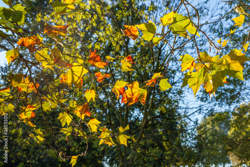 Autumn leaves in the sun