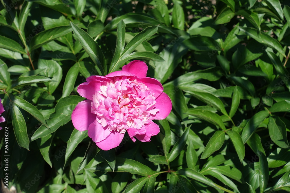 Single pink flower of common peony in spring Single pink flower of common peony in spring