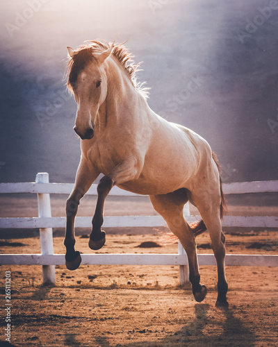 Bilde på lerret Buckskin horse jumping towards the camera in a South African landscape