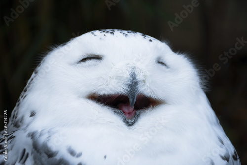 Happy smiling white and wild snowy Owl, yawning with closed eyes in the morning, close up head shot