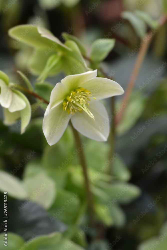 Fototapeta premium Christmas rose