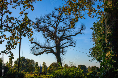 tree  silhouette against blue sky