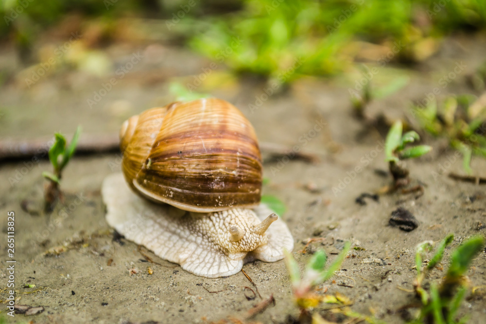 Vineyard snail in its natural environment on forest path Vineyard snail in its natural environment on forest path
