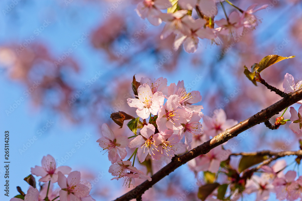 Japanese cherry blossom prunus serrulata in full bloom. Sunlit flowers of pink color. Freshness and beauty of a spring garden or orchard. Colorful floral photo