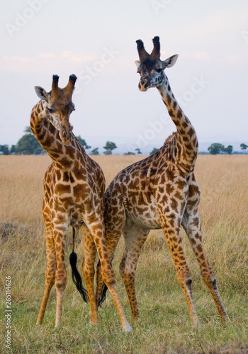 Fototapeta Naklejka Na Ścianę i Meble -  Two male giraffes fighting each other in the savannah. Kenya. Tanzania. East Africa.