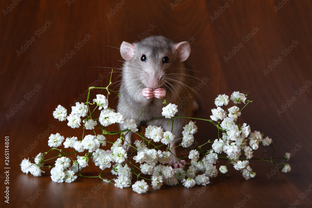 Charming dambo rat with gypsophila flowers on a brown background ...