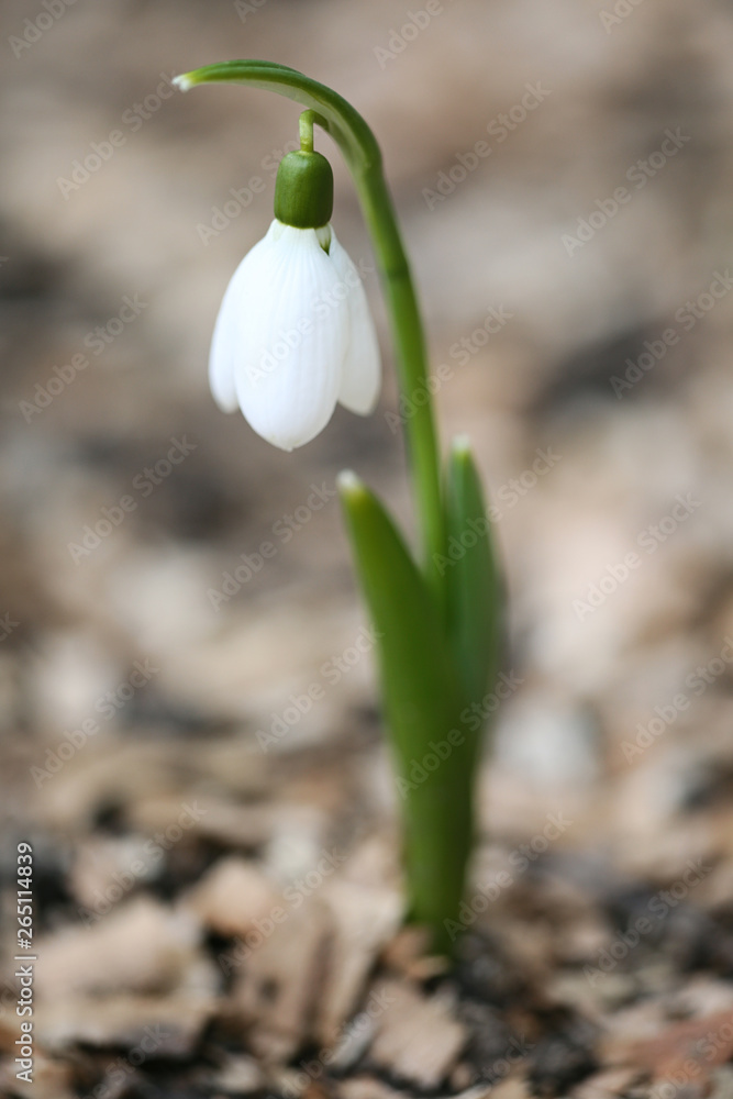 Snowdrop spring flowers. Delicate Snowdrop flower is one of the spring symbols. Snowdrop spring flowers. Delicate Snowdrop flower is one of the spring symbols.