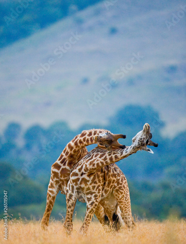 Canvas Print Two male giraffes fighting each other in the savannah