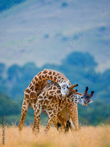 Canvas Print Two male giraffes fighting each other in the savannah
