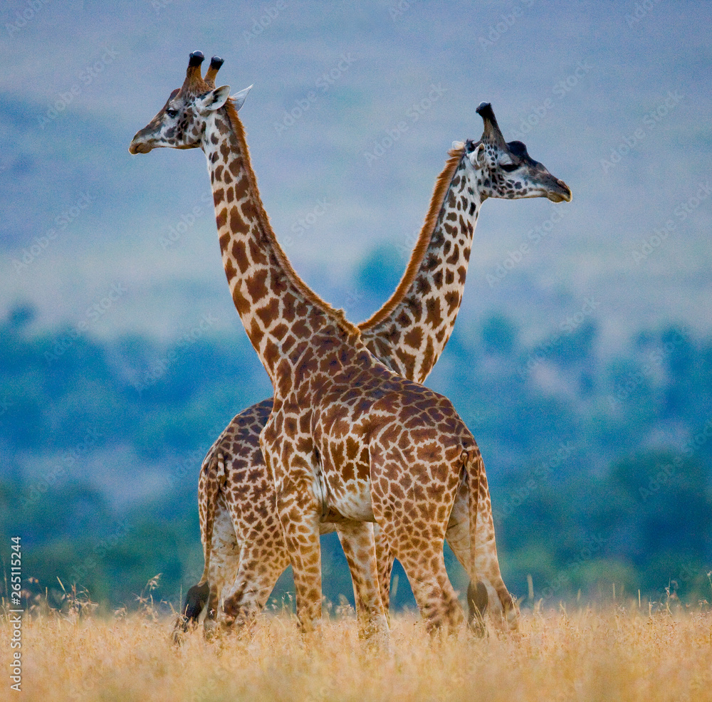 Obraz premium Two male giraffes fighting each other in the savannah. Kenya. Tanzania. East Africa.
