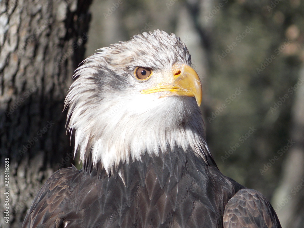 Obraz premium rapace